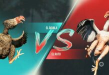 Loomakaitsjad nõuavad kukevõitluse minimängu eemaldamist “Far Cry 6-st”